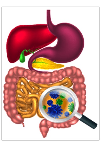 Abs and the Digestive Tract
