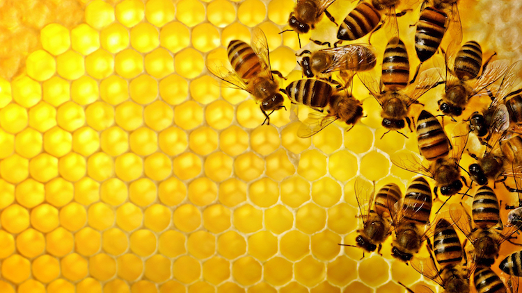 Bees on Honeycomb