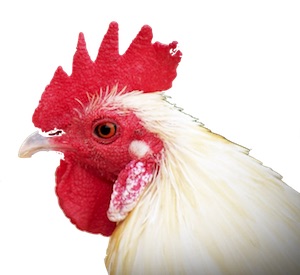 Eggs - Chicken head