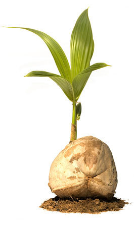 Coconut and shoot