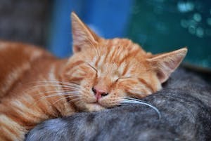 Ginger Tomasleep
