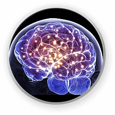 a Brain asleep