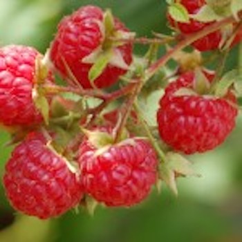 Ketone Raspberries