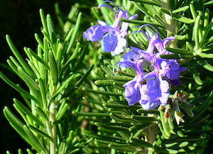 Rosemary plant 